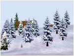 Winterbaeume