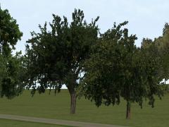 Obstb�ume im EEP-Shop kaufen Bild 6