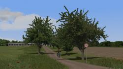 Kirschb�ume und Linden (mittelgro�) im EEP-Shop kaufen Bild 6