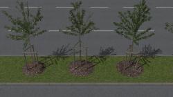  Jung- und Parkplatzb�ume im EEP-Shop kaufen
