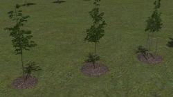Jung- und Parkplatzb�ume im EEP-Shop kaufen Bild 6