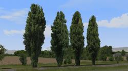  Pappeln und Stra�enb�ume im EEP-Shop kaufen