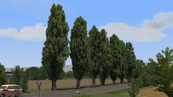  Pappeln und Stra�enb�ume im EEP-Shop kaufen