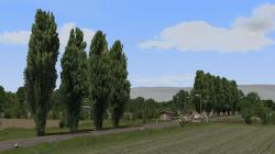  Pappeln und Stra�enb�ume im EEP-Shop kaufen