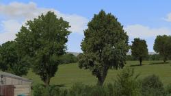  Sommerb�ume und Baumkulissen im EEP-Shop kaufen