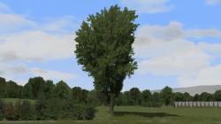 Sommerb�ume und Baumkulissen im EEP-Shop kaufen Bild 6