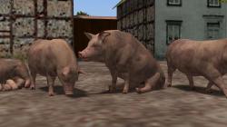  Hausschweine und Ferkel im EEP-Shop kaufen