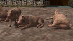  Hausschweine und Ferkel im EEP-Shop kaufen