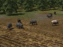  Kinematisch animierte Wildschweine  im EEP-Shop kaufen
