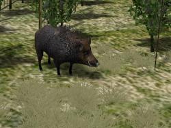  Kinematisch animierte Wildschweine  im EEP-Shop kaufen