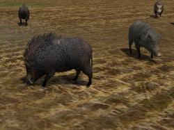 Kinematisch animierte Wildschweine  im EEP-Shop kaufen Bild 6