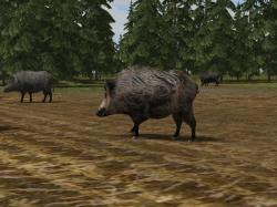 Kinematisch animierte Wildschweine  im EEP-Shop kaufen Bild 6
