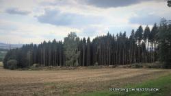 Bergwald Nadel-Hochstamm_Sommer (Se im EEP-Shop kaufen Bild 6