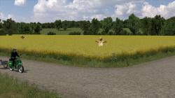 Bl�hende Rapsfelder im EEP-Shop kaufen Bild 6