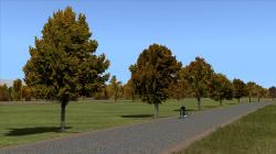 Herbstliche Linden, Kirschb�ume und im EEP-Shop kaufen Bild 6