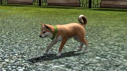  Hunde-Set - Akita Inu im EEP-Shop kaufen