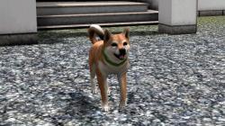  Hunde-Set - Akita Inu im EEP-Shop kaufen