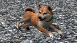  Hunde-Set - Akita Inu im EEP-Shop kaufen