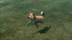  Hunde-Set - Akita Inu im EEP-Shop kaufen