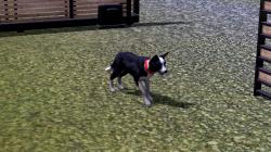  Hunde-Set - Border Collie im EEP-Shop kaufen
