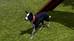  Hunde-Set - Border Collie im EEP-Shop kaufen