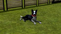  Hunde-Set - Border Collie im EEP-Shop kaufen