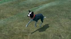  Hunde-Set - Border Collie im EEP-Shop kaufen