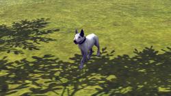  Hunde-Set - Bull Terrier im EEP-Shop kaufen