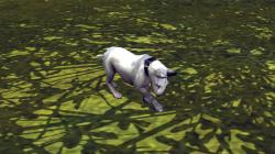  Hunde-Set - Bull Terrier im EEP-Shop kaufen