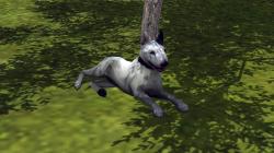  Hunde-Set - Bull Terrier im EEP-Shop kaufen