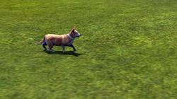  Hunde-Set - Corgi im EEP-Shop kaufen