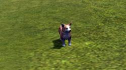 Hunde-Set - Corgi im EEP-Shop kaufen