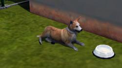  Hunde-Set - Corgi im EEP-Shop kaufen