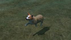 Hunde-Set - Corgi im EEP-Shop kaufen Bild 6