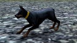  Hunde-Set - Dobermann im EEP-Shop kaufen