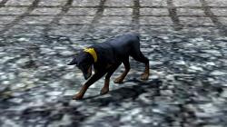  Hunde-Set - Dobermann im EEP-Shop kaufen