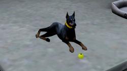  Hunde-Set - Dobermann im EEP-Shop kaufen