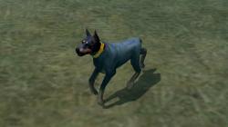 Hunde-Set - Dobermann im EEP-Shop kaufen Bild 6