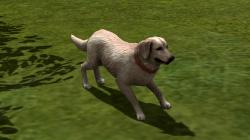  Hunde-Set - Golden Retriever im EEP-Shop kaufen