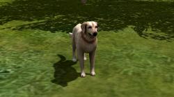  Hunde-Set - Golden Retriever im EEP-Shop kaufen