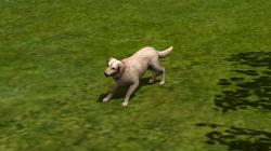  Hunde-Set - Golden Retriever im EEP-Shop kaufen
