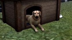  Hunde-Set - Golden Retriever im EEP-Shop kaufen