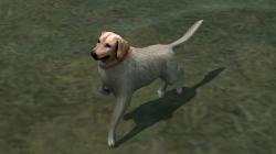 Hunde-Set - Golden Retriever im EEP-Shop kaufen Bild 6