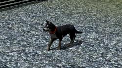  Hunde-Set - Husky im EEP-Shop kaufen
