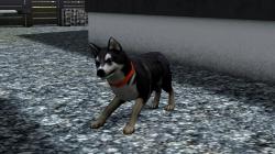 Hunde-Set - Husky im EEP-Shop kaufen