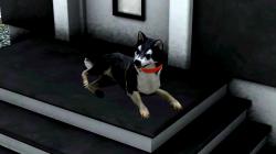  Hunde-Set - Husky im EEP-Shop kaufen