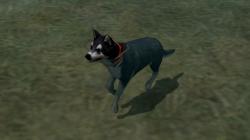 Hunde-Set - Husky im EEP-Shop kaufen Bild 6