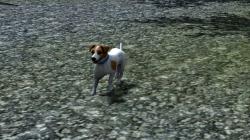  Hunde-Set - Jack Russel Terrier im EEP-Shop kaufen