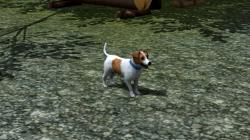  Hunde-Set - Jack Russel Terrier im EEP-Shop kaufen