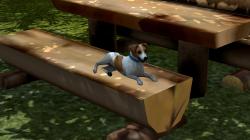  Hunde-Set - Jack Russel Terrier im EEP-Shop kaufen